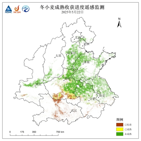 小麦1.jpg